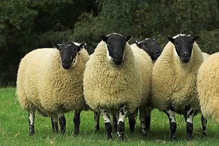 Sheep